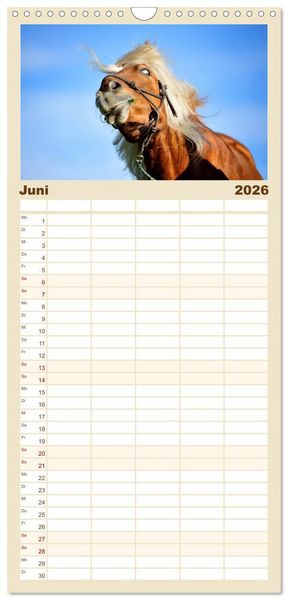 Produktbild: Familienplaner 2026 - Haflinger mit 5 Spalten (Wandkalender, 21 x 45 cm) CALVENDO