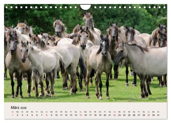 Produktbild: D&uuml;lmener Wildpferde (Wandkalender 2026 DIN A4 quer), CALVENDO Monatskalender