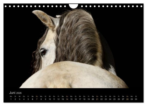 Produktbild: Magische Momente - Pferde Horses Caballos (Wandkalender 2026 DIN A4 quer), CALVENDO Monatskalender