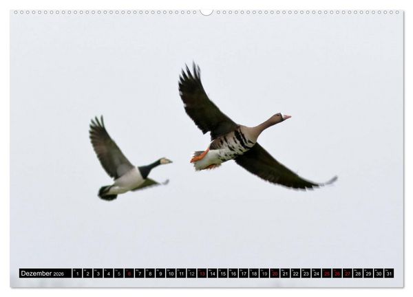 Produktbild: Gefiederte Sch&ouml;nheiten - Wildg&auml;nse in Norddeutschland (Wandkalender 2026 DIN A2 quer), CALVENDO Monatskalender