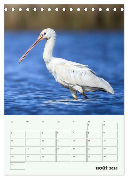 Produktbild: Voyage ornithologique (Calendrier de bureau 2026 DIN A5 horizontal), CALVENDO calendrier mensuel