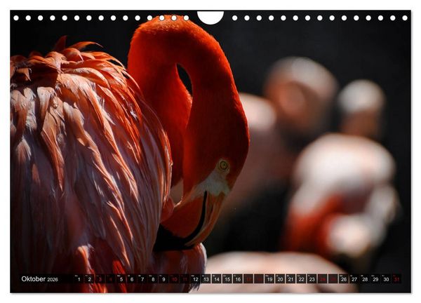 Produktbild: Wilde Tiere - Die sch&ouml;nsten Portraits (Wandkalender 2026 DIN A4 quer), CALVENDO Monatskalender