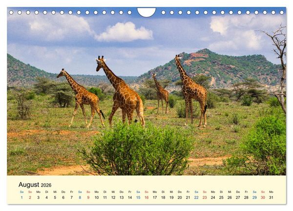 Produktbild: Giraffen, die Sch&ouml;nen der Savanne (Wandkalender 2026 DIN A4 quer), CALVENDO Monatskalender