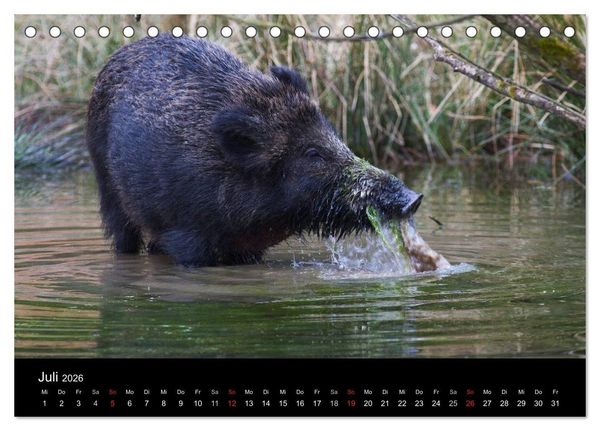 Produktbild: Wilde Wutzen. Das heimische Wildschwein (Tischkalender 2026 DIN A5 quer), CALVENDO Monatskalender
