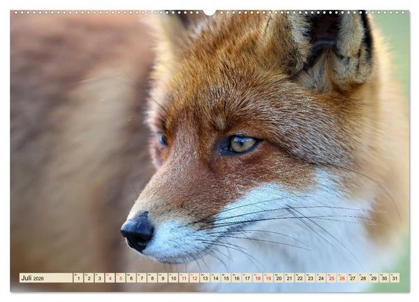 Produktbild: Fuchs - schlauer R&auml;uber (hochwertiger Premium Wandkalender 2026 DIN A2 quer), Kunstdruck in Hochglanz