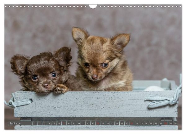 Produktbild: Chihuahua-Babys - Amy und Angel im Studio (Wandkalender 2026 DIN A3 quer), CALVENDO Monatskalender