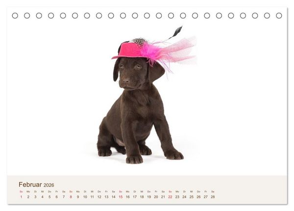 Produktbild: Labrador - Welpen (Tischkalender 2026 DIN A5 quer), CALVENDO Monatskalender