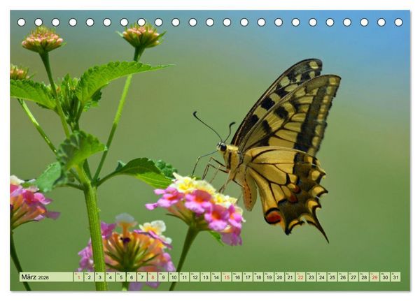 Produktbild: Farbenpracht der Insekten (Tischkalender 2026 DIN A5 quer), CALVENDO Monatskalender