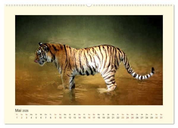 Produktbild: Sibirische Tigerportraits (hochwertiger Premium Wandkalender 2026 DIN A2 quer), Kunstdruck in Hochglanz