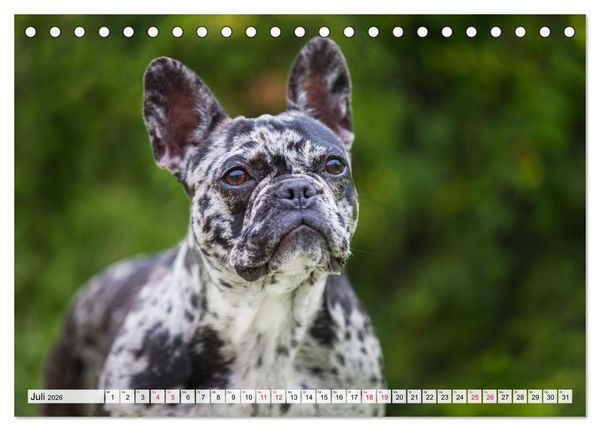 Produktbild: Kleine Helden - Franz&ouml;sische Bulldoggen (Tischkalender 2026 DIN A5 quer), CALVENDO Monatskalender