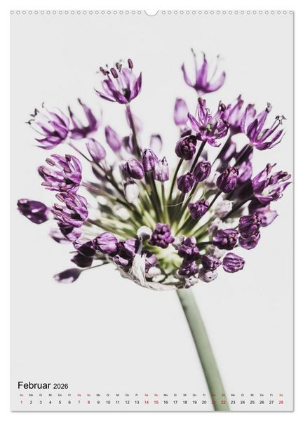 Produktbild: Pure Flowers (hochwertiger Premium Wandkalender 2026 DIN A2 hoch), Kunstdruck in Hochglanz