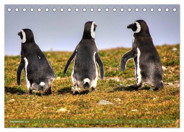 Produktbild: Wildes Patagonien - Abenteuer am Ende der Welt (Tischkalender 2026 DIN A5 quer), CALVENDO Monatskalender