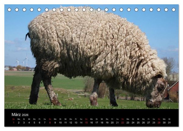 Produktbild: Schafe in Dithmarschen (Tischkalender 2026 DIN A5 quer), CALVENDO Monatskalender