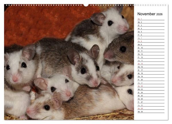 Produktbild: Mausebande (hochwertiger Premium Wandkalender 2026 DIN A2 quer), Kunstdruck in Hochglanz