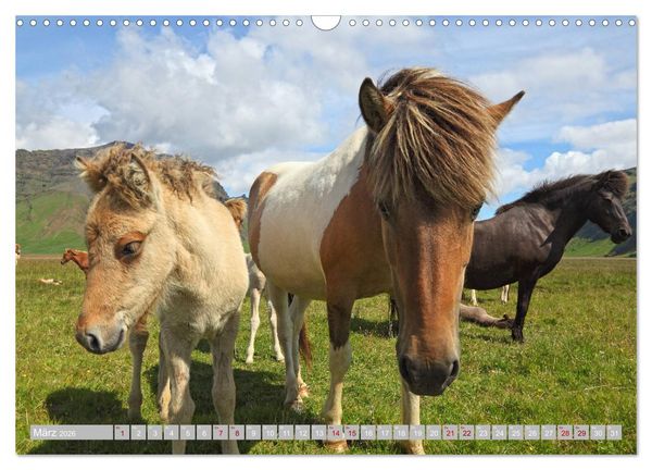 Produktbild: Islandpferde - Die tierischen Stars der Insel (Wandkalender 2026 DIN A3 quer), CALVENDO Monatskalender