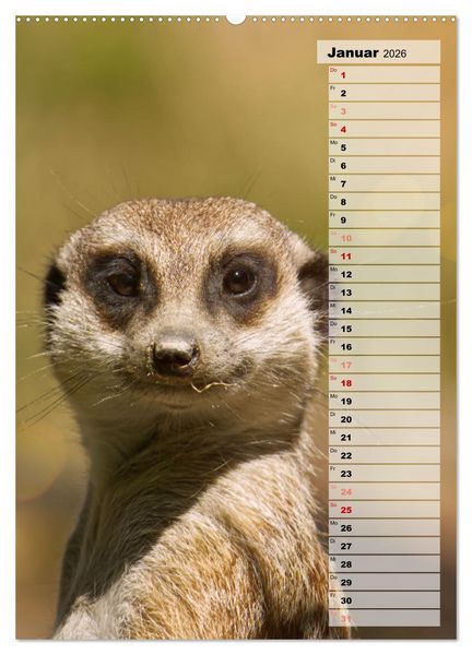 Produktbild: Erdm&auml;nnchen, putzige Kerlchen mit gro&szlig;en Knopfaugen (hochwertiger Premium Wandkalender 2026 DIN A2 hoch), Kunstdruck in Hochglanz