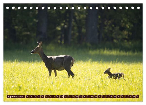 Produktbild: Zauberhafte Wesen - anmutiges Rehwild (Tischkalender 2026 DIN A5 quer), CALVENDO Monatskalender