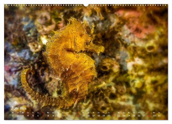 Produktbild: Hippocampus oder einfach nur Seepferdchen (Wandkalender 2026 DIN A2 quer), CALVENDO Monatskalender