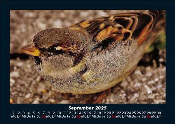 Produktbild: Welt der V&ouml;gel 2025 Fotokalender DIN A5