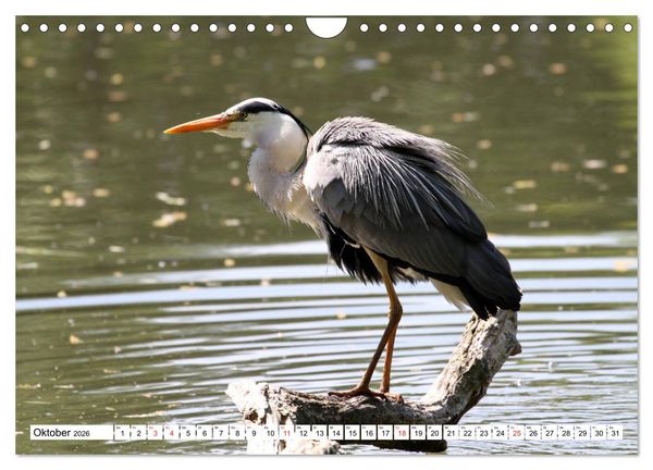 Produktbild: Heimische Tiere (Wandkalender 2026 DIN A4 quer), CALVENDO Monatskalender