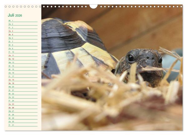 Produktbild: Meine Schildkr&ouml;ten - Geburtstagskalender (Wandkalender 2026 DIN A3 quer), CALVENDO Monatskalender