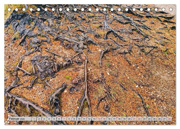 Produktbild: Das Element Holz - Ein Sinnbild (Tischkalender 2026 DIN A5 quer), CALVENDO Monatskalender