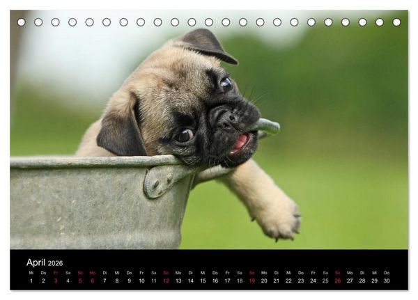 Produktbild: Der MOPS-Kalender (Tischkalender 2026 DIN A5 quer), CALVENDO Monatskalender