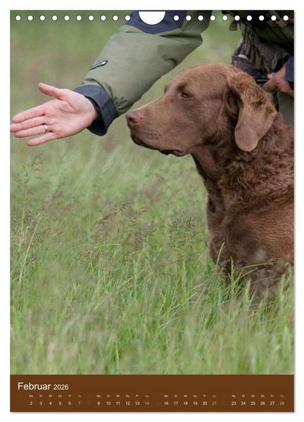 Produktbild: Chesapeake Bay Retriever 2026 (Wandkalender 2026 DIN A4 hoch), CALVENDO Monatskalender