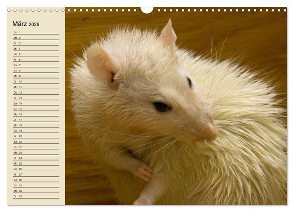 Produktbild: Ratten. Gelehrige Haustiere (Wandkalender 2026 DIN A3 quer), CALVENDO Monatskalender
