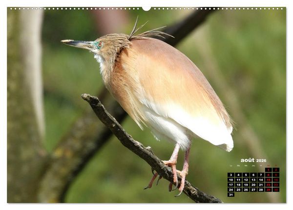 Produktbild: Oiseaux exotiques (Calendrier mural 2026 DIN A2 vertical), CALVENDO calendrier mensuel