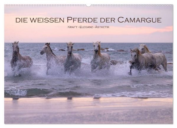 Produktbild: Die wei&szlig;en Pferde der Camargue (Wandkalender 2026 DIN A2 quer), CALVENDO Monatskalender
