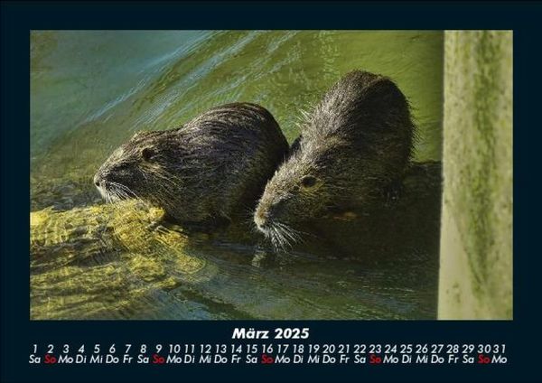Produktbild: Der Tierkalender 2025 Fotokalender DIN A5