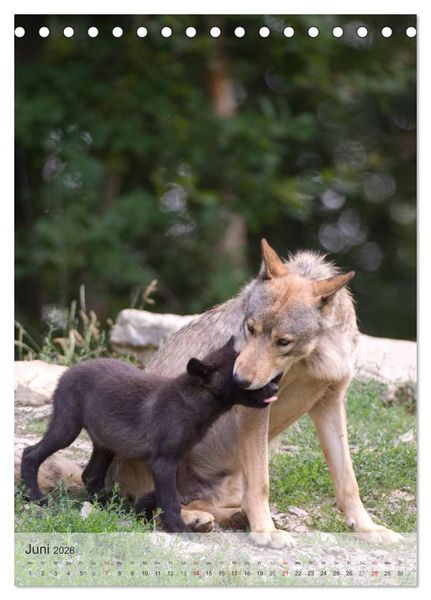 Produktbild: Emotionale Momente: Der Wolf. (Tischkalender 2026 DIN A5 hoch), CALVENDO Monatskalender