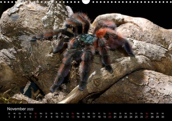 Produktbild: Vogelspinnen - Tarantulas (Wandkalender 2022 DIN A3 quer)