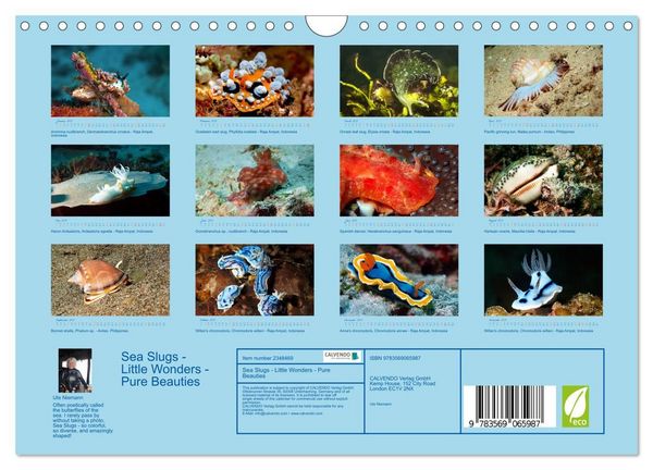 Produktbild: Sea Slugs - Little Wonders - Pure Beauties (Wall Calendar 2027 DIN A4 landscape), CALVENDO 12 Month Wall Calendar
