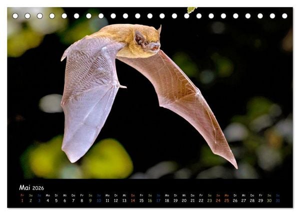 Produktbild: Flederm&auml;use - kleine Vampire (Tischkalender 2026 DIN A5 quer), CALVENDO Monatskalender
