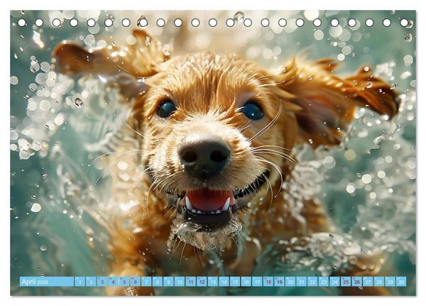 Produktbild: Hunde und Wasser (Tischkalender 2026 DIN A5 quer), CALVENDO Monatskalender