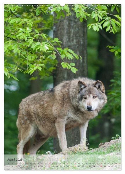 Produktbild: Emotionale Momente: Der Wolf. (hochwertiger Premium Wandkalender 2026 DIN A2 hoch), Kunstdruck in Hochglanz