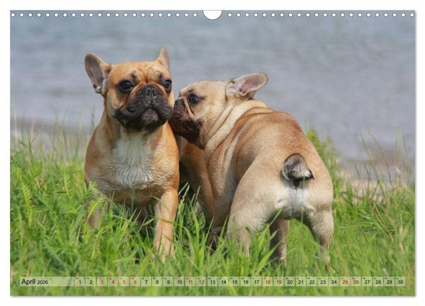 Produktbild: Bulldoggen - Englische und Franz&ouml;sische Bulldoggen (Wandkalender 2026 DIN A3 quer), CALVENDO Monatskalender