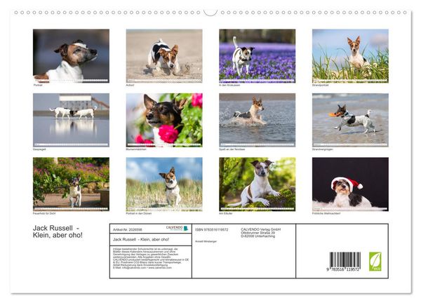 Produktbild: Jack Russell - Klein, aber oho! (Wandkalender 2026 DIN A2 quer), CALVENDO Monatskalender