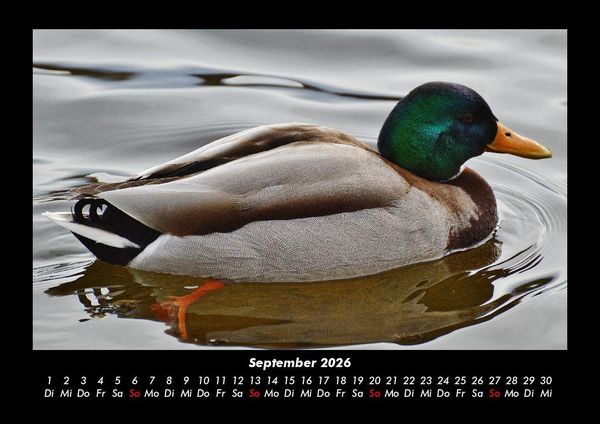 Produktbild: Enten 2026 Fotokalender DIN A3