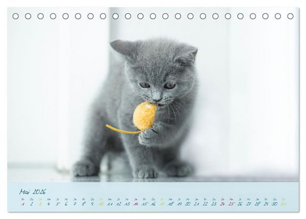 Produktbild: Ein kleiner Kater entdeckt die Welt! (Tischkalender 2026 DIN A5 quer), CALVENDO Monatskalender