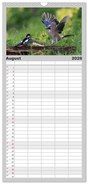 Produktbild: Familienplaner 2026 - V&ouml;gel, Gefiederte Sch&ouml;nheiten mit 5 Spalten (Wandkalender, 21 x 45 cm) CALVENDO