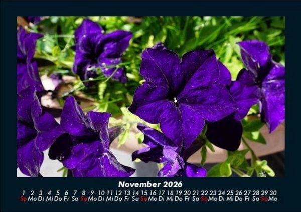 Produktbild: Blumenzauber 2026 Fotokalender DIN A5