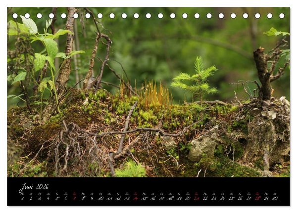Produktbild: Wald (Tischkalender 2026 DIN A5 quer), CALVENDO Monatskalender