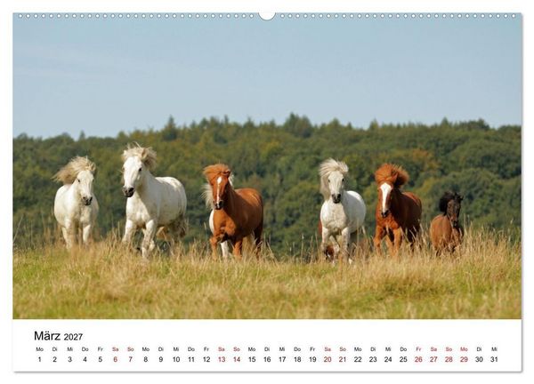 Produktbild: Islandpferde - Hufschlag aus Feuer und Eis (hochwertiger Premium Wandkalender 2027 DIN A2 quer), Kunstdruck in Hochglanz