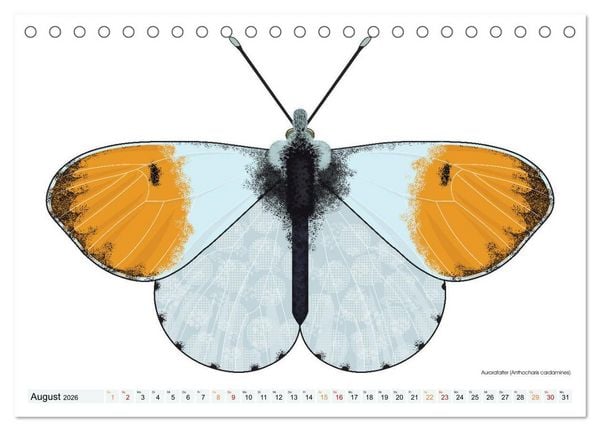 Produktbild: Schmetterlinge illustriert (Tischkalender 2026 DIN A5 quer), CALVENDO Monatskalender