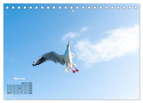 Produktbild: M&ouml;wen frech und witzig (Tischkalender 2026 DIN A5 quer), CALVENDO Monatskalender