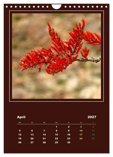 Produktbild: Wilde Kakteen Amerikas (Wandkalender 2027 DIN A4 hoch), CALVENDO Monatskalender