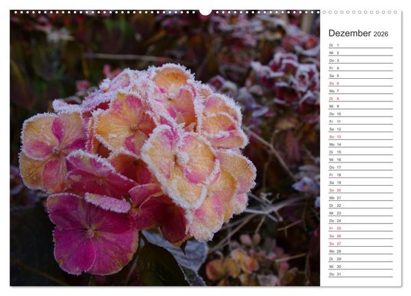 Produktbild: Blumenfreude Terminkalender (hochwertiger Premium Wandkalender 2026 DIN A2 quer), Kunstdruck in Hochglanz